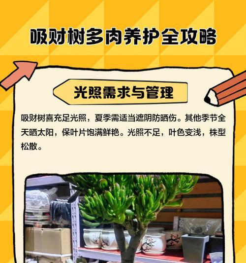 吸财树的养殖技巧和注意事项是什么？