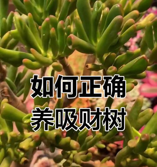吸财树的养殖技巧和注意事项是什么？