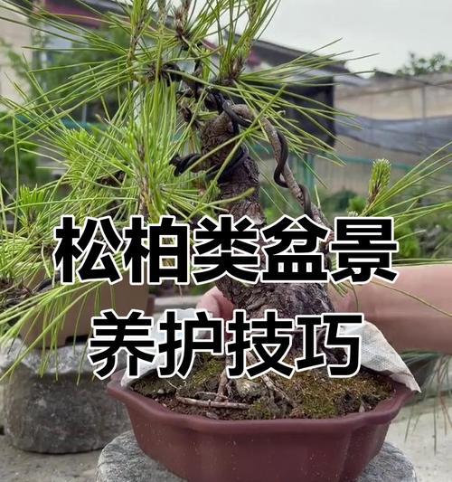 盆景浇水的正确技巧有哪些？