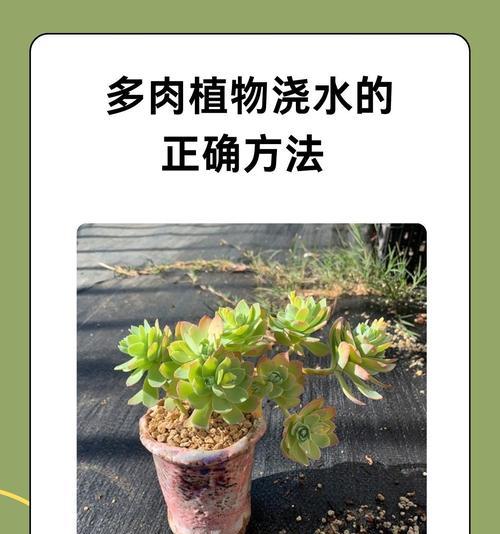 盆景浇水的正确技巧有哪些？