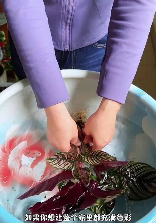 双线竹芋的养殖技巧有哪些？如何避免生虫和叶子发黄？