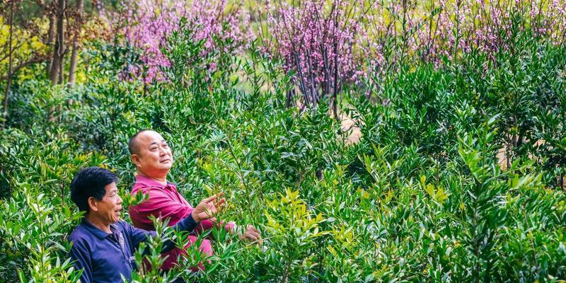 苗圃中常见的植物品种有哪些？如何管理苗圃植物品种？
