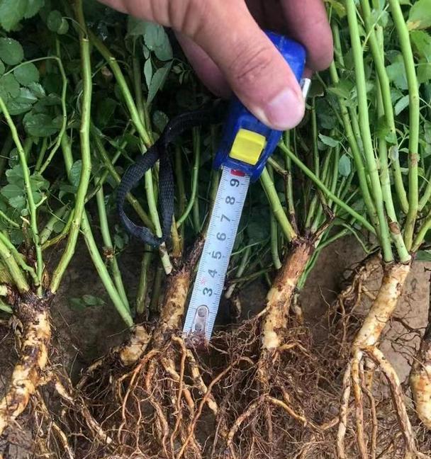 蔷薇怎么修剪才开花？蔷薇修剪的最佳时机和方法是什么？