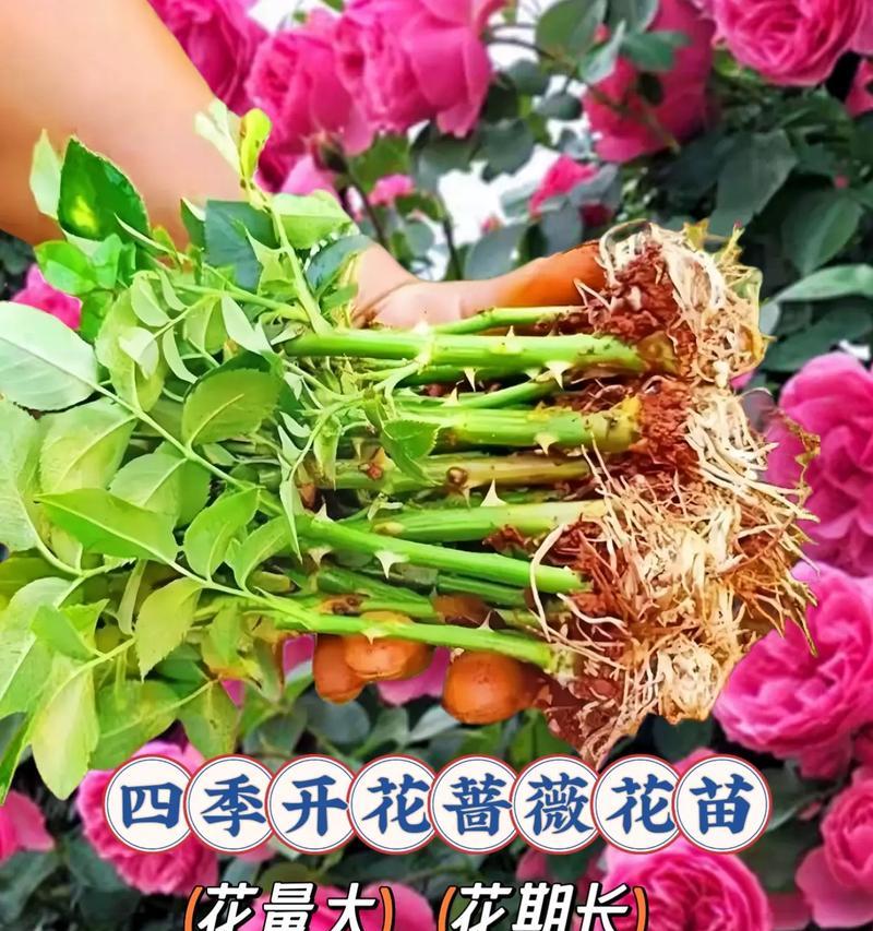 蔷薇怎么修剪才开花？蔷薇修剪的最佳时机和方法是什么？