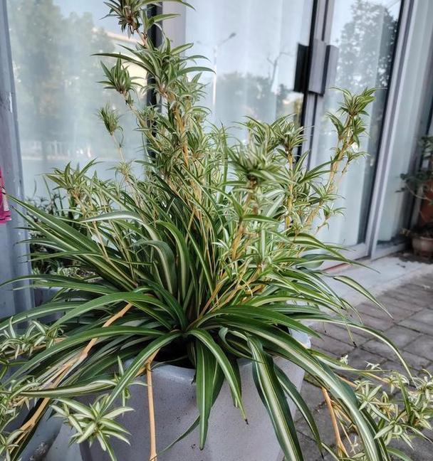 怕冷的植物有哪些？如何在冬季保护它们？