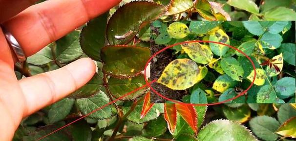 月季花出现虫害怎么办？如何有效防治月季花虫害？