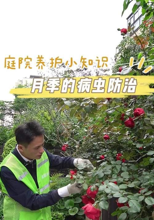 月季花出现虫害怎么办？如何有效防治月季花虫害？