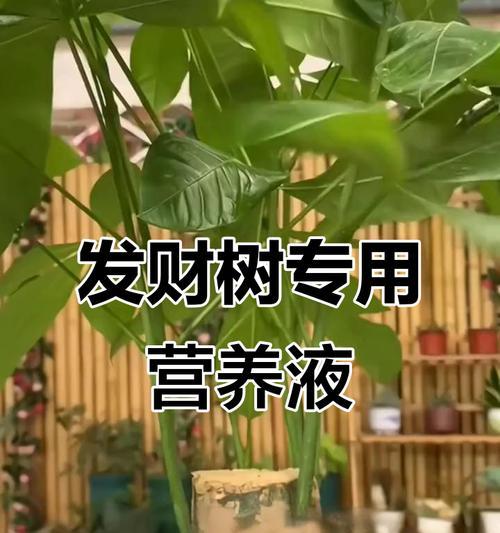 发财树干枯的处理方法是什么？