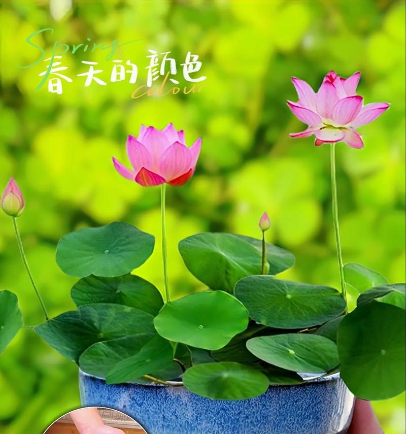 碗莲品种有哪些？如何选择最佳的碗莲品种？