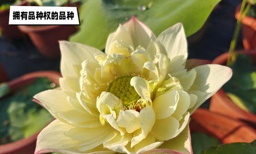 碗莲品种有哪些？如何选择最佳的碗莲品种？