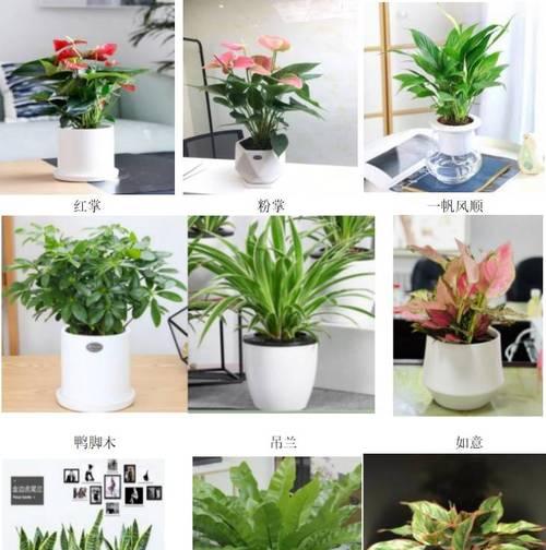 办公室养什么植物不好？避免哪些植物的建议是什么？