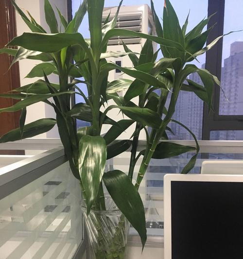 办公室养什么植物不好？避免哪些植物的建议是什么？