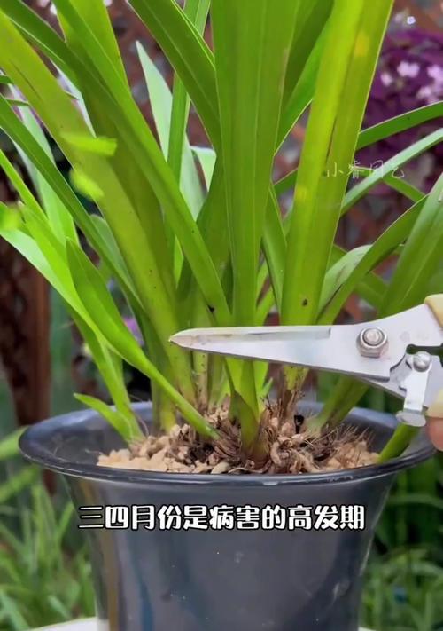 秋季兰花养护需要注意什么？如何防止兰花病虫害？