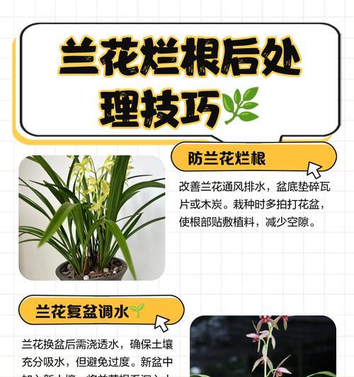 秋季兰花养护需要注意什么？如何防止兰花病虫害？