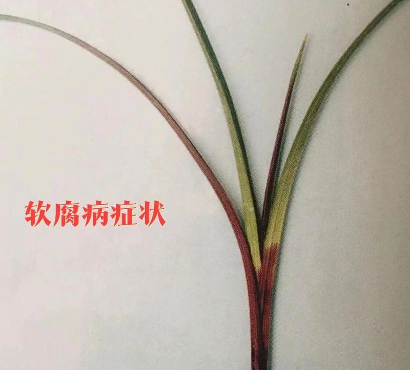 秋季兰花养护需要注意什么？如何防止兰花病虫害？