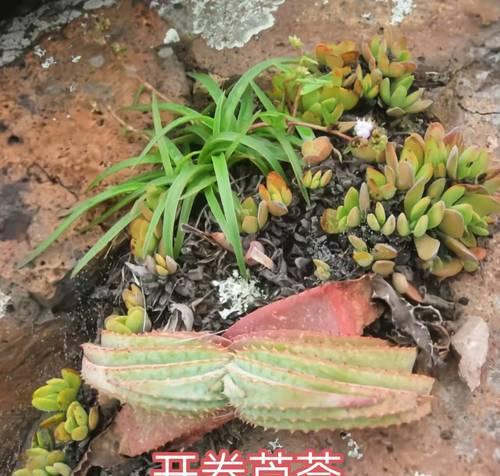 植物种与品种有何不同？如何区分植物的种和品种？