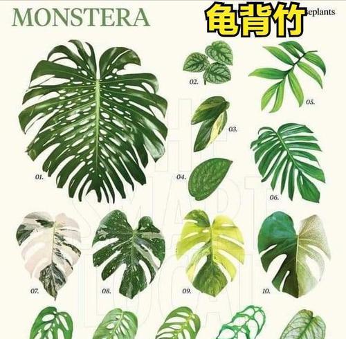 植物种与品种有何不同？如何区分植物的种和品种？