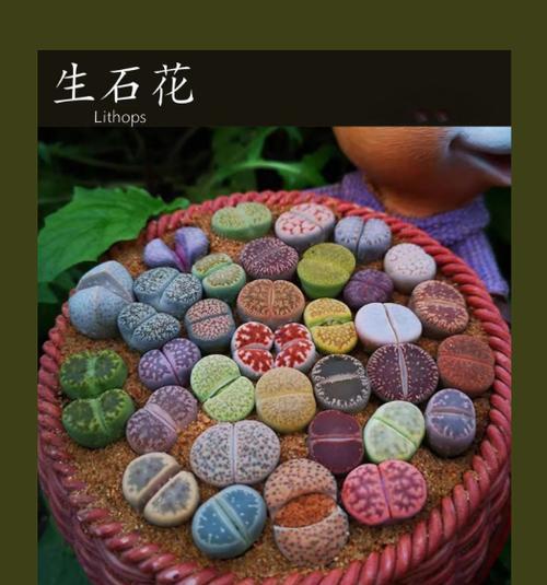 生石花什么品种最好？如何选择最适合的生石花？