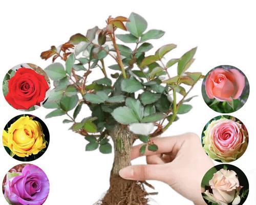家养月季花怎么养？有哪些注意事项？