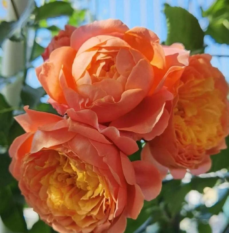 家养月季花怎么养？有哪些注意事项？