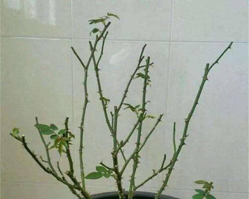 家养月季花怎么养？有哪些注意事项？