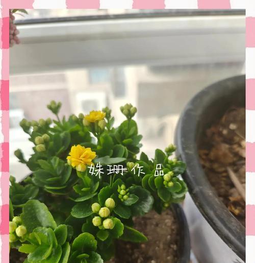 长寿花有多少品种？长寿花品种的养护和特点是什么？