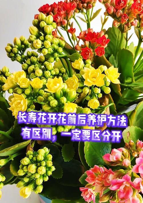 长寿花有多少品种？长寿花品种的养护和特点是什么？