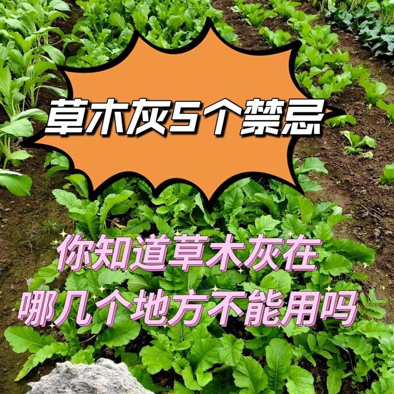 草木灰在花卉种植中的应用和效果是什么？
