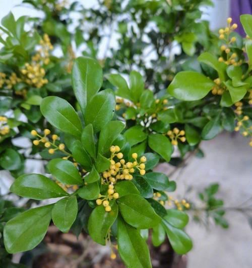 米兰花修剪的最佳时机和方法是什么？