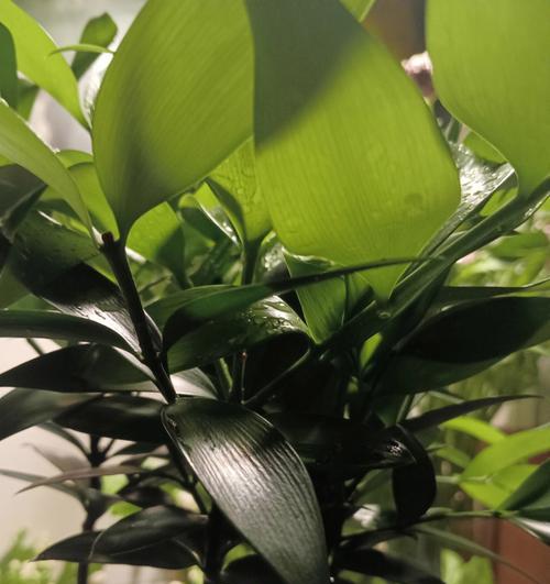 竹柏的植物学特征是什么？竹柏的养护和应用有哪些？