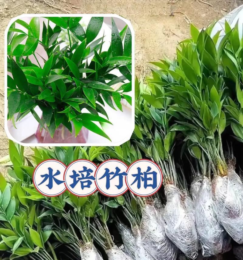 竹柏的植物学特征是什么？竹柏的养护和应用有哪些？