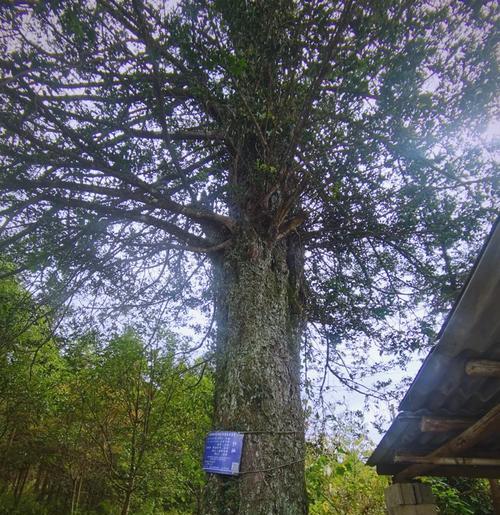 竹柏的植物学特征是什么？竹柏的养护和应用有哪些？