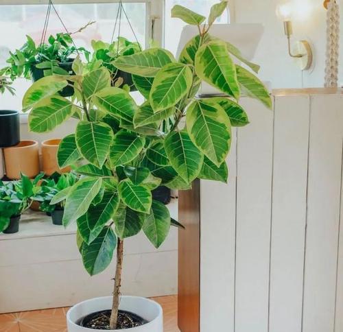 盆栽植物有哪些品种？如何选择适合的盆栽？