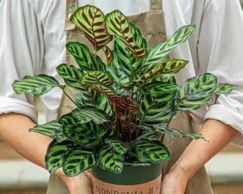 盆栽植物有哪些品种？如何选择适合的盆栽？