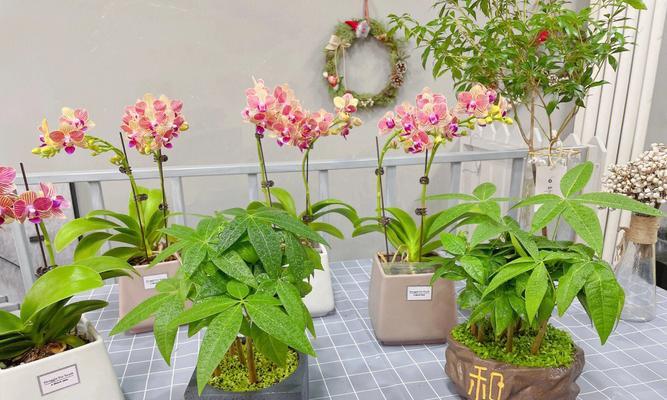盆栽植物有哪些品种？如何选择适合的盆栽？