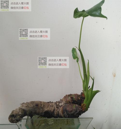 水培千手观音养殖方法是什么？