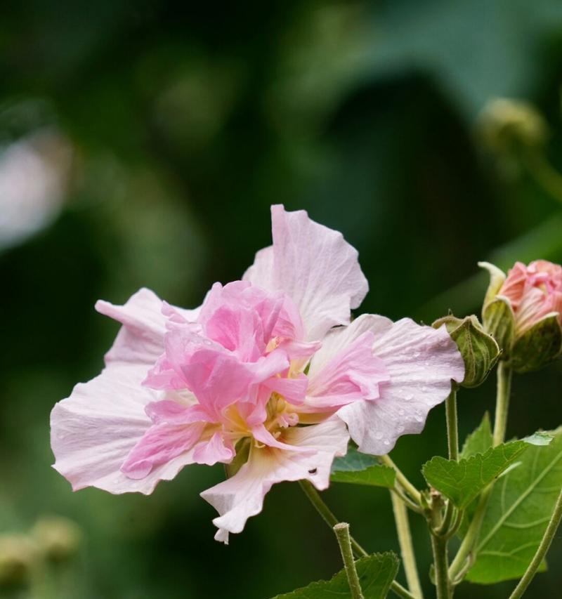 木本花卉有哪些种类？如何区分木本植物？