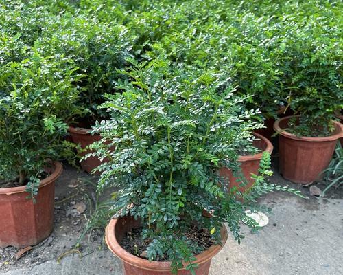 木本花卉有哪些种类？如何区分木本植物？