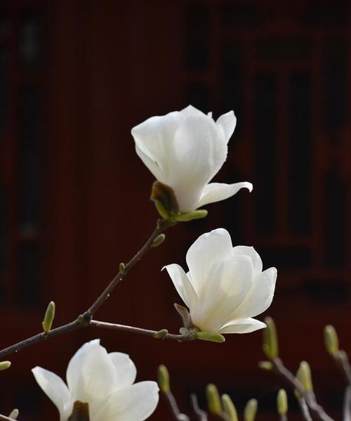 广玉兰花是什么花序？广玉兰的花序类型是什么？