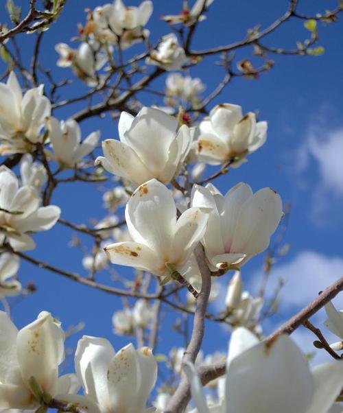 广玉兰花是什么花序？广玉兰的花序类型是什么？