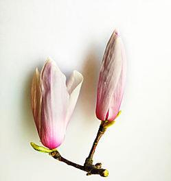 广玉兰花是什么花序？广玉兰的花序类型是什么？