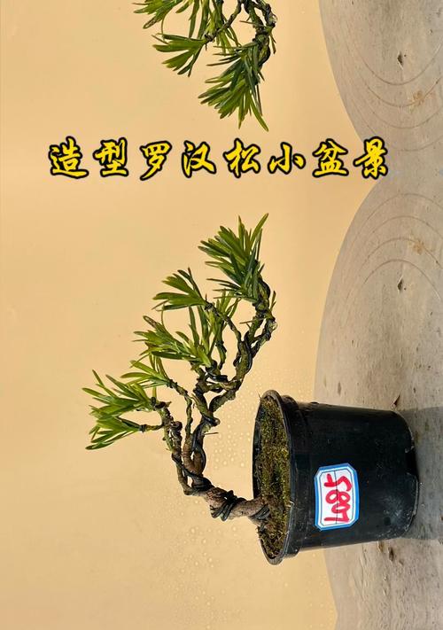 罗汉松小盆栽的养护技巧有哪些？