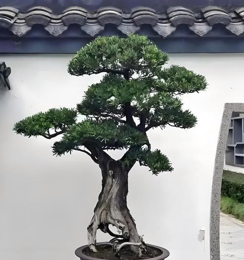 罗汉松小盆栽的养护技巧有哪些？