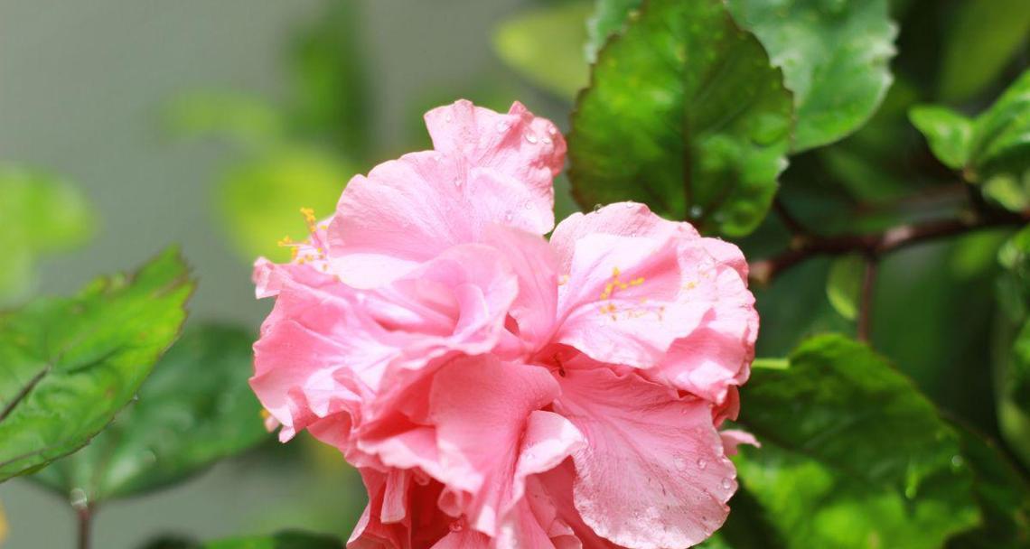 芙蓉花扦插的最佳季节和步骤是什么？