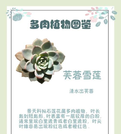 芙蓉花扦插的最佳季节和步骤是什么？