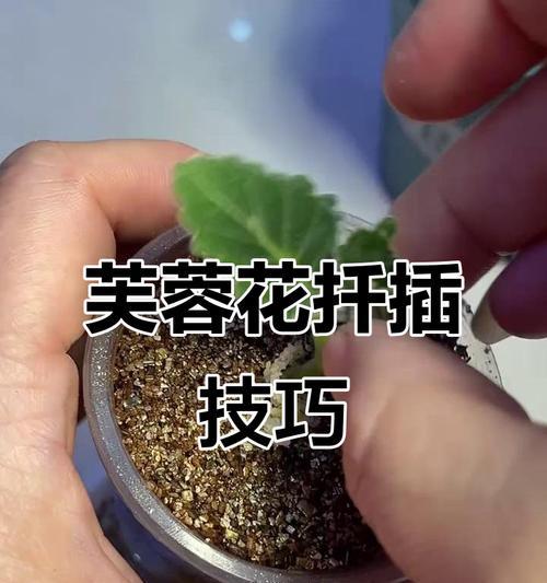 芙蓉花扦插的最佳季节和步骤是什么？