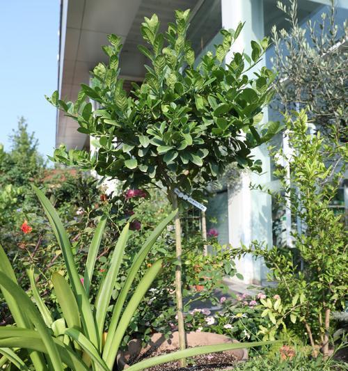 柠檬树种植需要哪种类型的土壤？