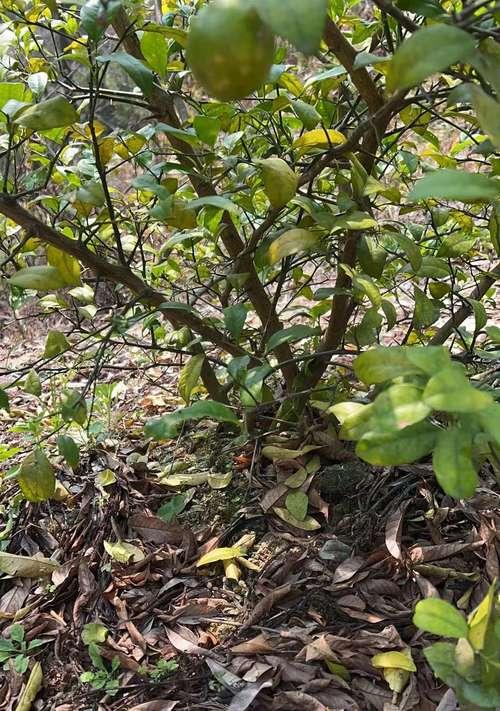 柠檬树种植需要哪种类型的土壤？