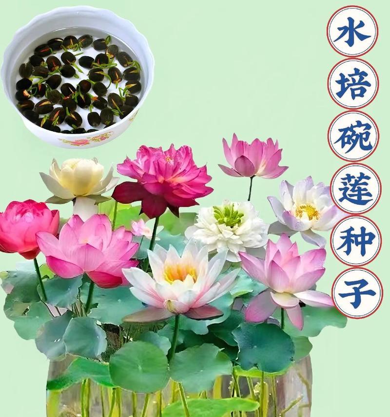 碗莲分盆步骤和注意事项是什么？