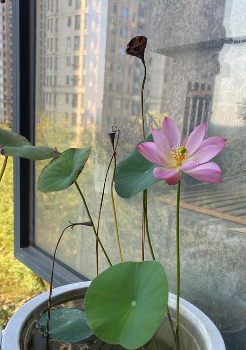 碗莲分盆步骤和注意事项是什么？